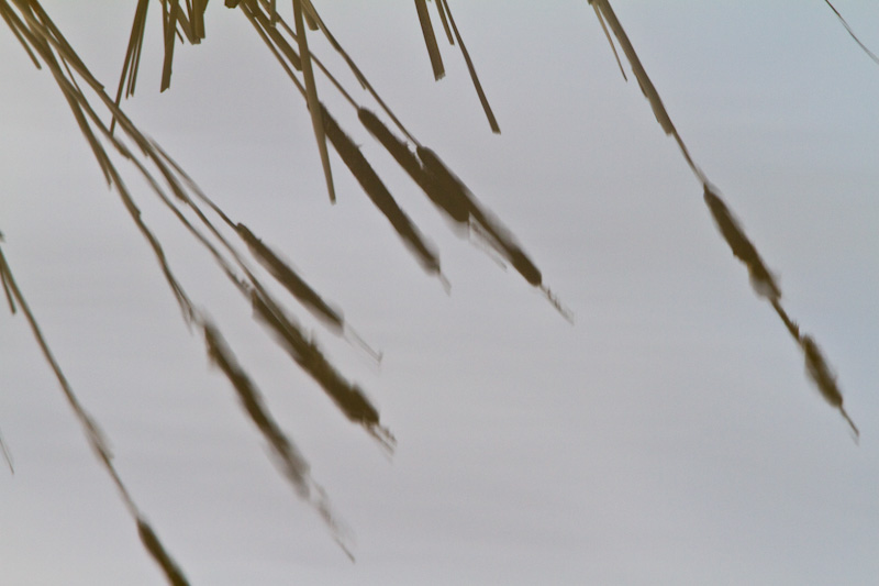 Cattails Reflection